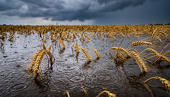 Flooded wheat field showing agricultural flood damage