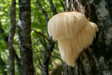 Lion's mane mushroom growing on a tree