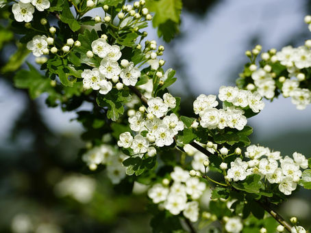 Hawthorn flowers & leaves