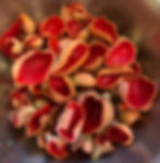 Foraged scarlet elfcup mushrooms in a bowl