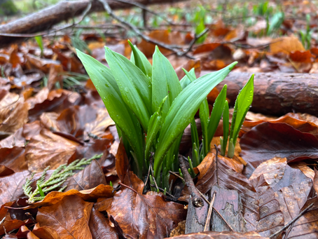 Exploring the Flavours of Spring: Free Wild Garlic Recipes From Around the World