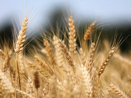 wheat growing field
