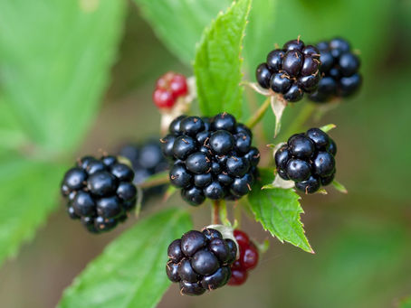 Blackberries ready to be foraged