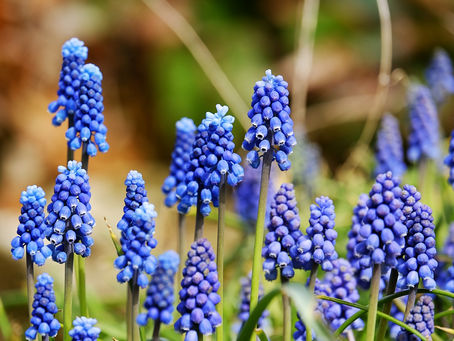 Grape hyacinths