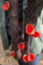 Scarlet elfcup mushroom on stick