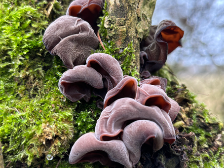 Exploring the Fascinating World of Jelly Ear Mushrooms: A Forager's Guide to Identification and Culinary Uses in the UK