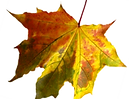 green leaf 3.png