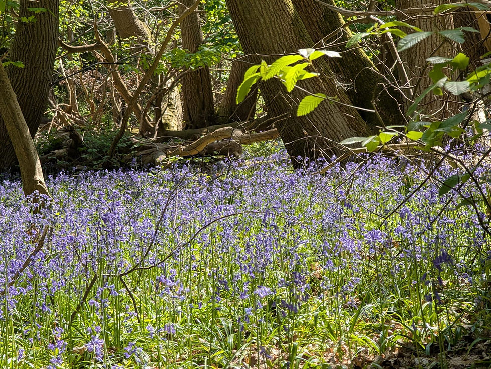 A carpet of bluebells covering the floor of an ancient Chilterns woodland in spring
