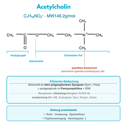 strukturformeln-acethylcholin.pdf.png