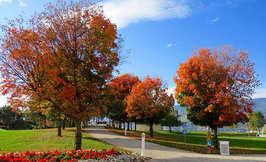 Autumn Leaves