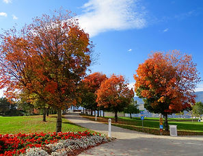Autumn Leaves