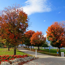 Autumn Leaves
