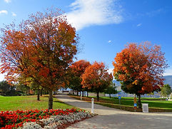 Autumn Leaves