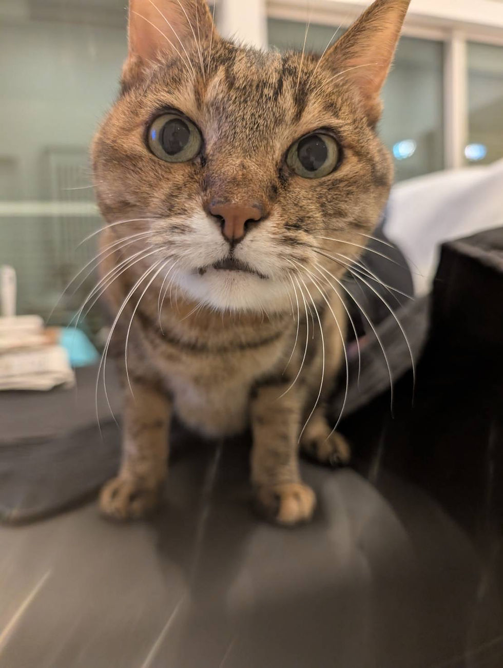 🐈‍⬛終わりのない保護活動🐈‍⬛