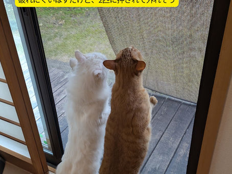 🐈‍⬛脱走防止対策は必須事項です🐈