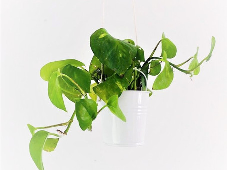 Plantas lindas y fáciles de cuidar