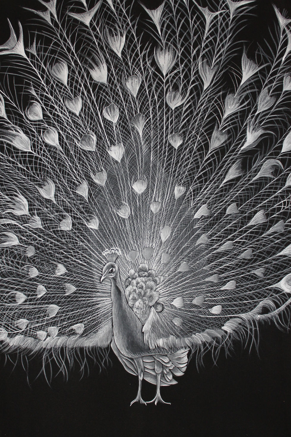 Thumbnail: "White peacock on a black chiffon"