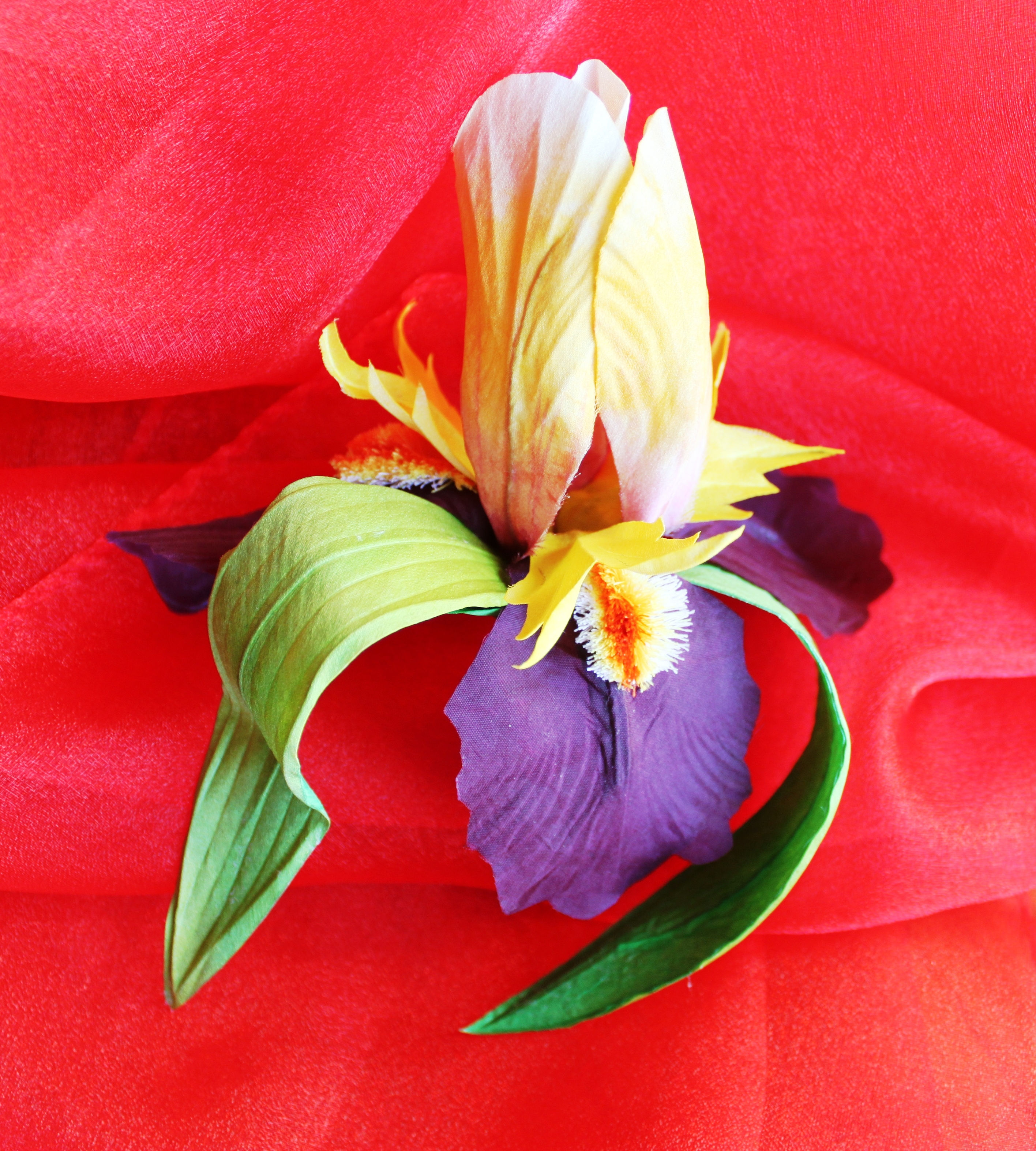 IRIS