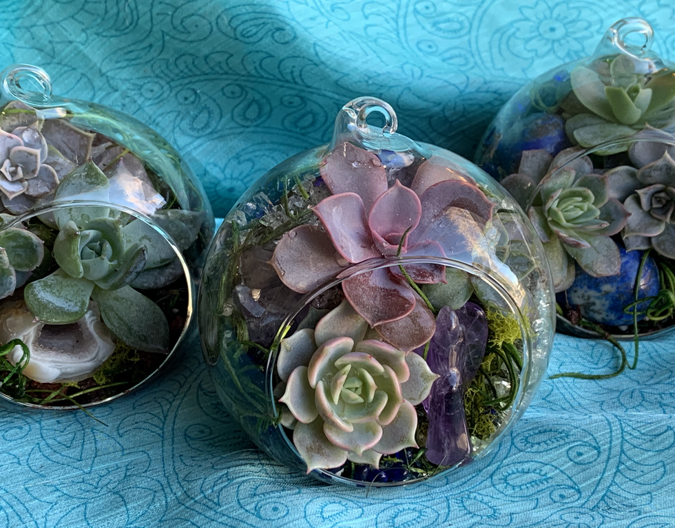 Succulent Terrariums Great Fortune Design Colorado Organic Gardening