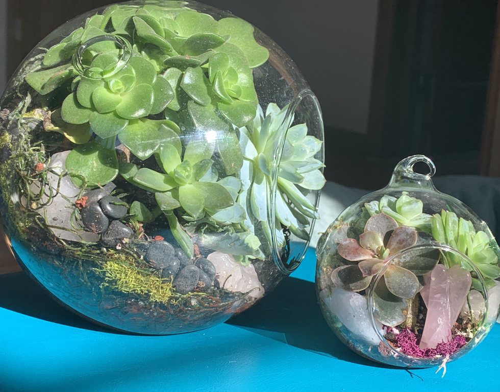 Succulent Terrariums Great Fortune Design Colorado Organic Gardening