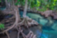 KAYAKING MANGROVE ALOE NATURAL POOL VILLA RESORT KRABI AO NANG