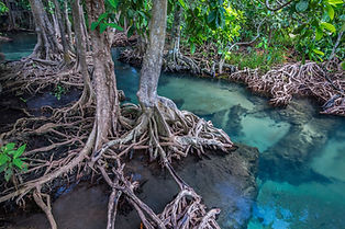 KAYAKING MANGROVE ALOE NATURAL POOL VILLA RESORT KRABI AO NANG