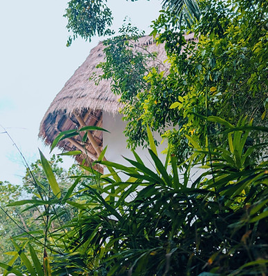 lush bamboo roof.jpeg