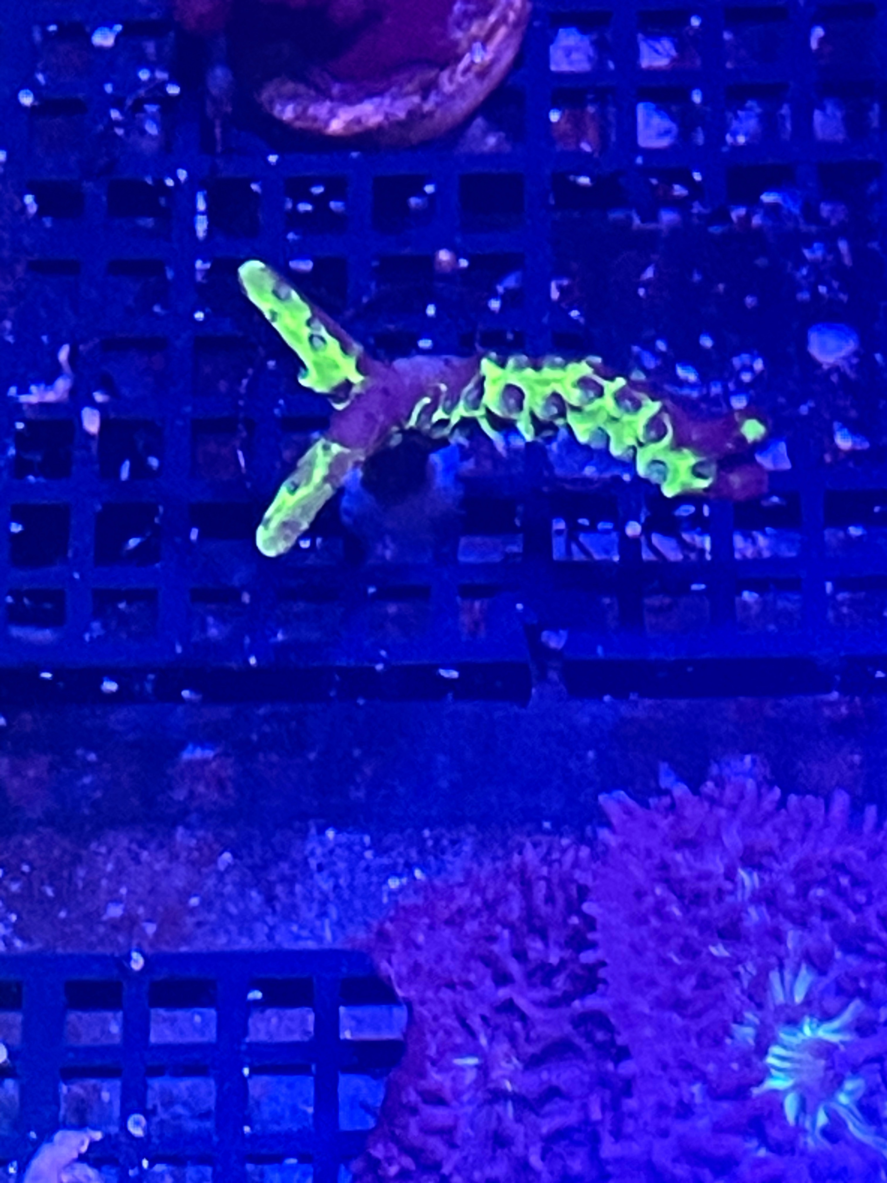 Green goblin acro frag