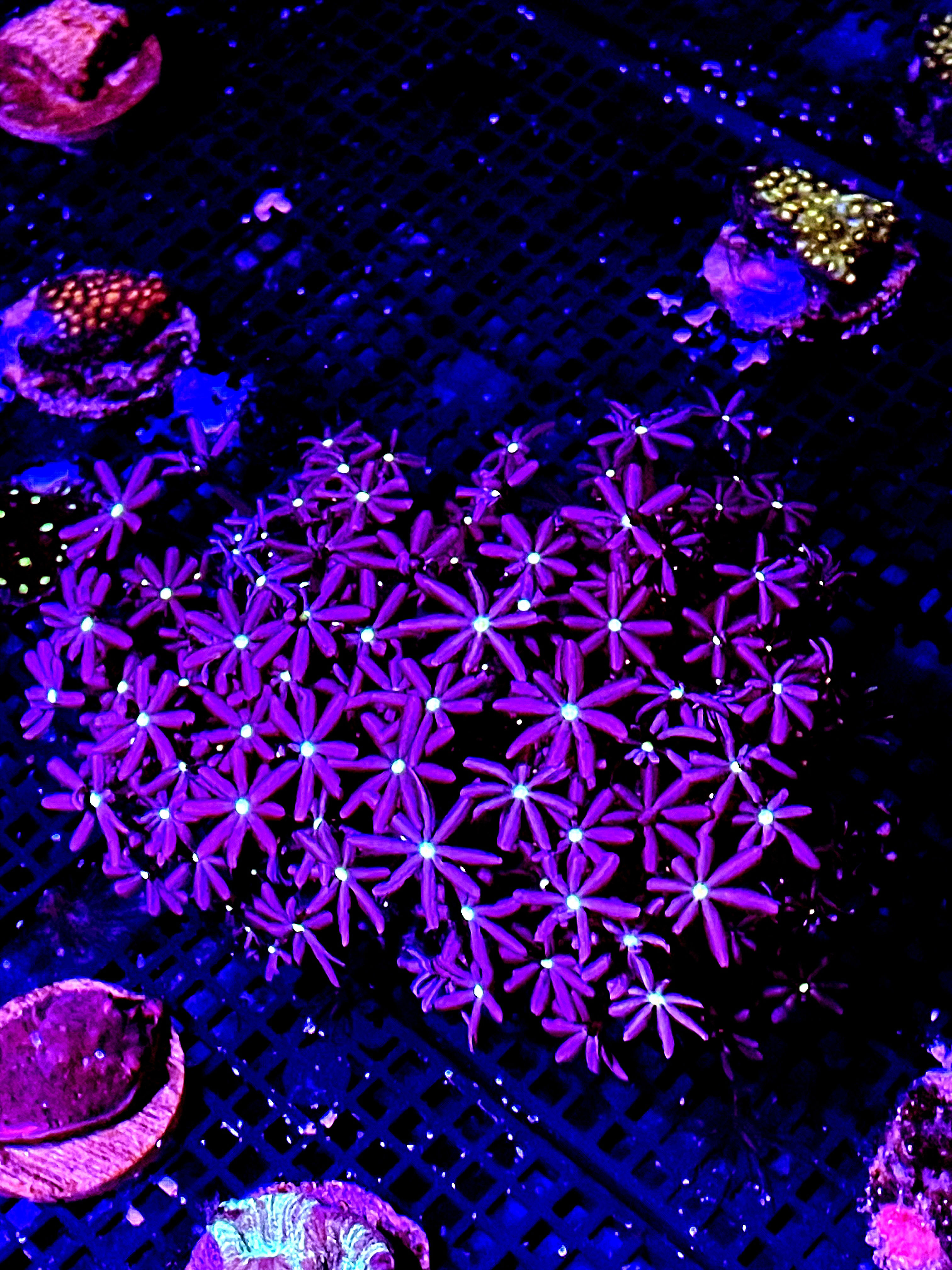 Endo Daisy colony 5 x 5