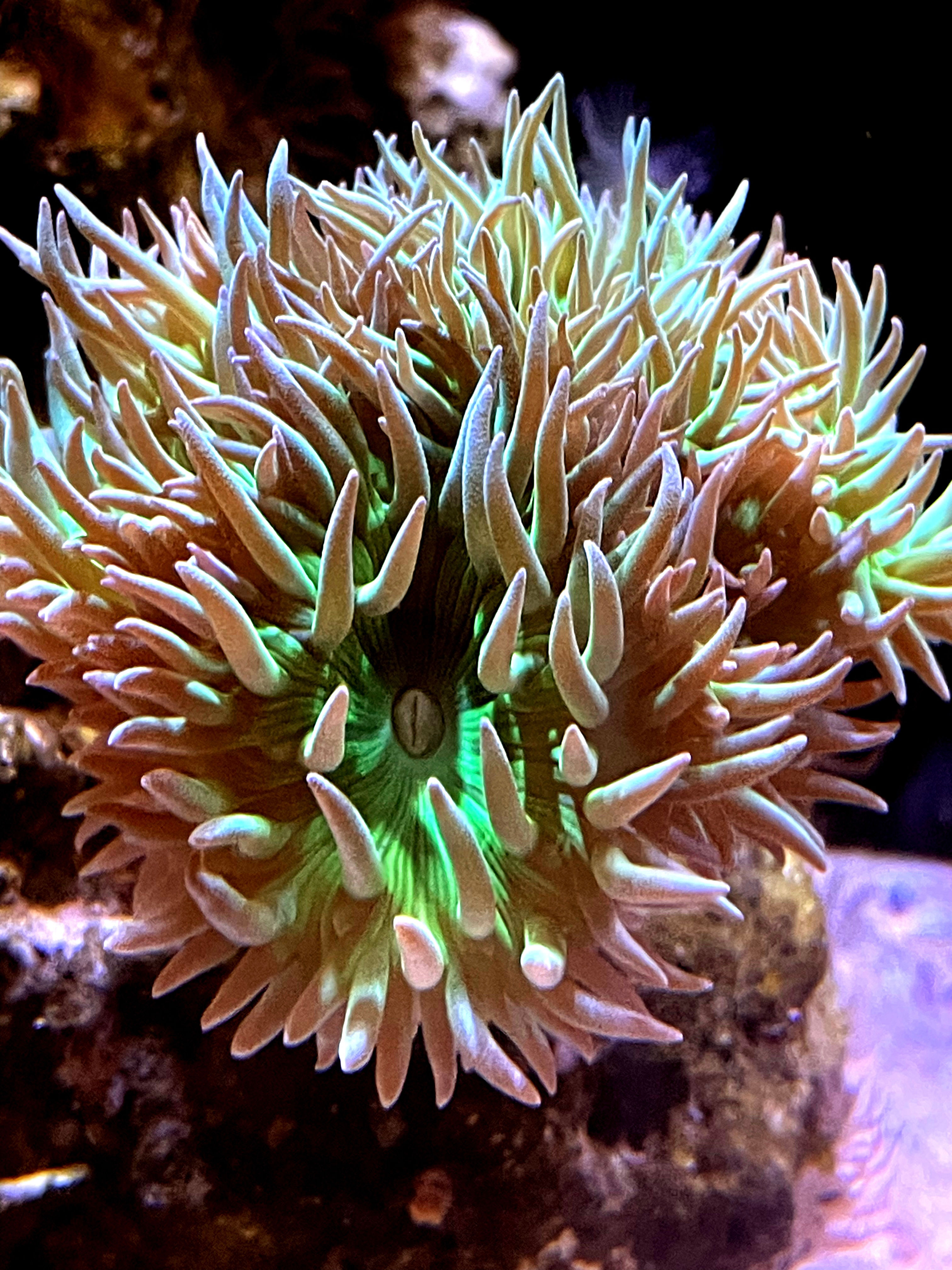 4 head dunken coral