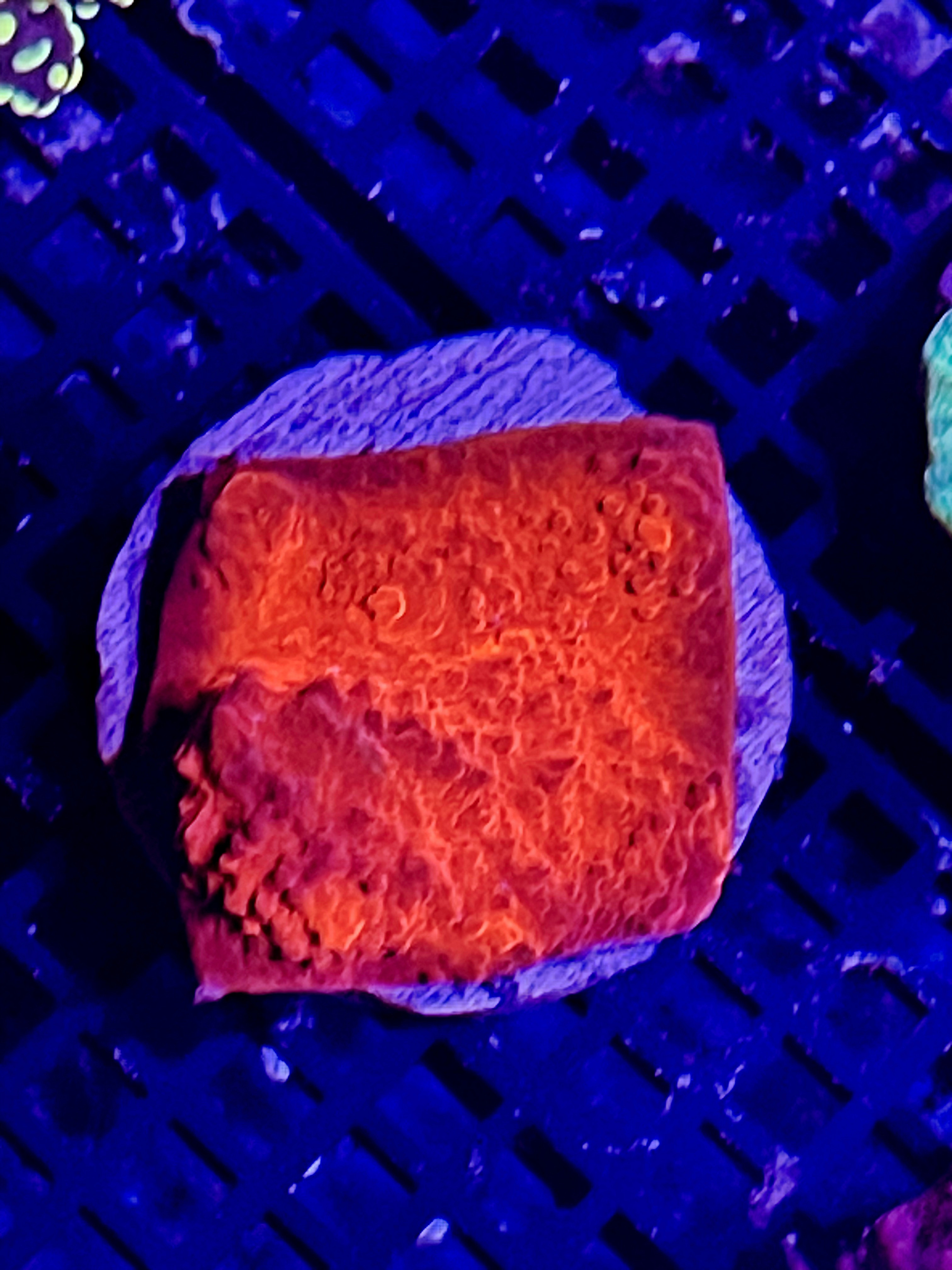 Lava chalice