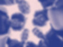 SLA_BG6_edited.jpg