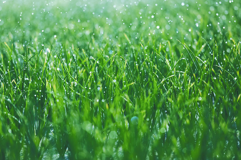 Wet grass_edited.jpg