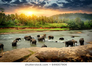 ELEPHANTS