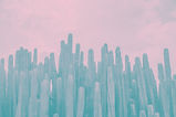 Cactus Fields_edited.jpg