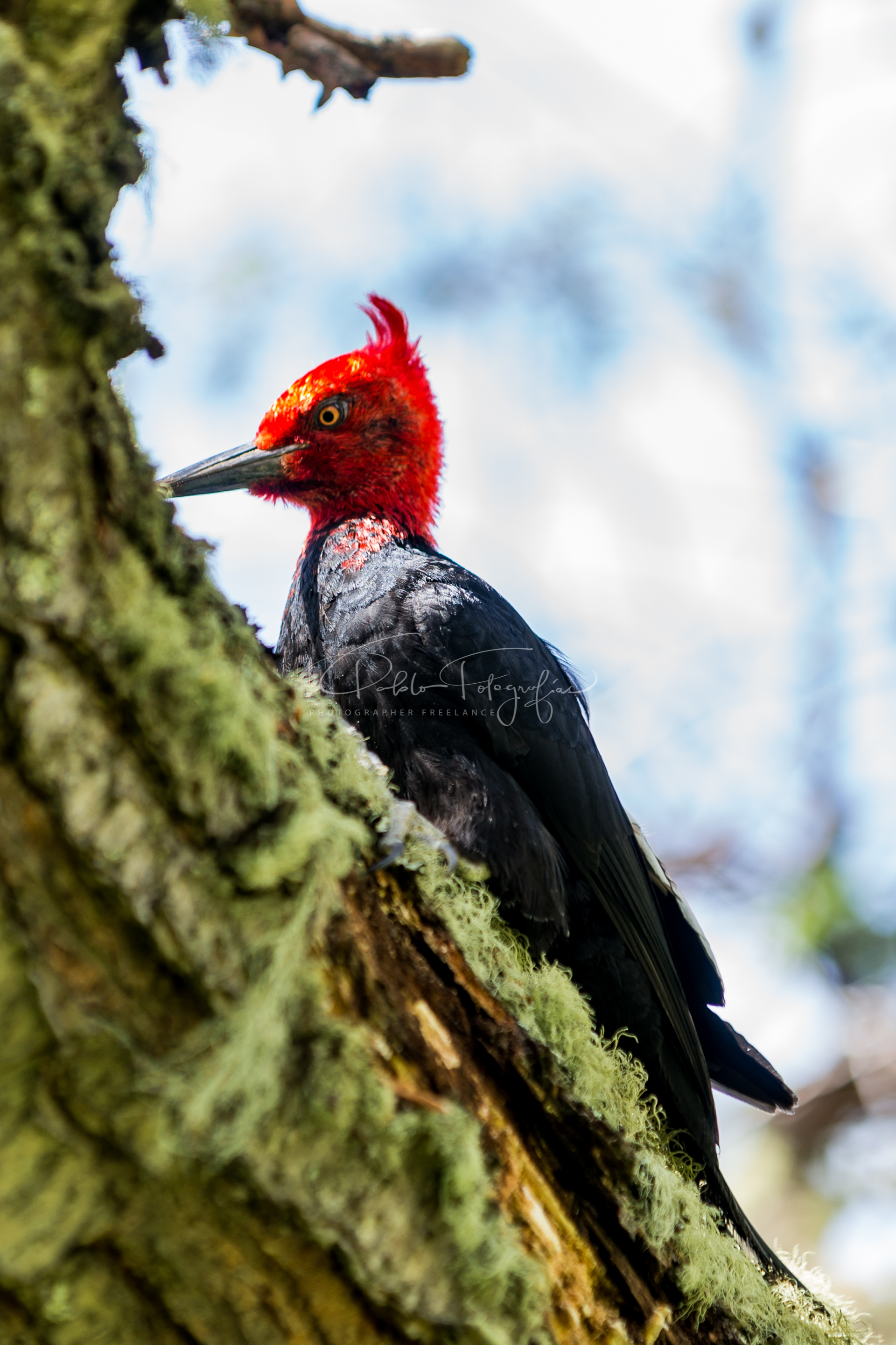 Carpintero Negro