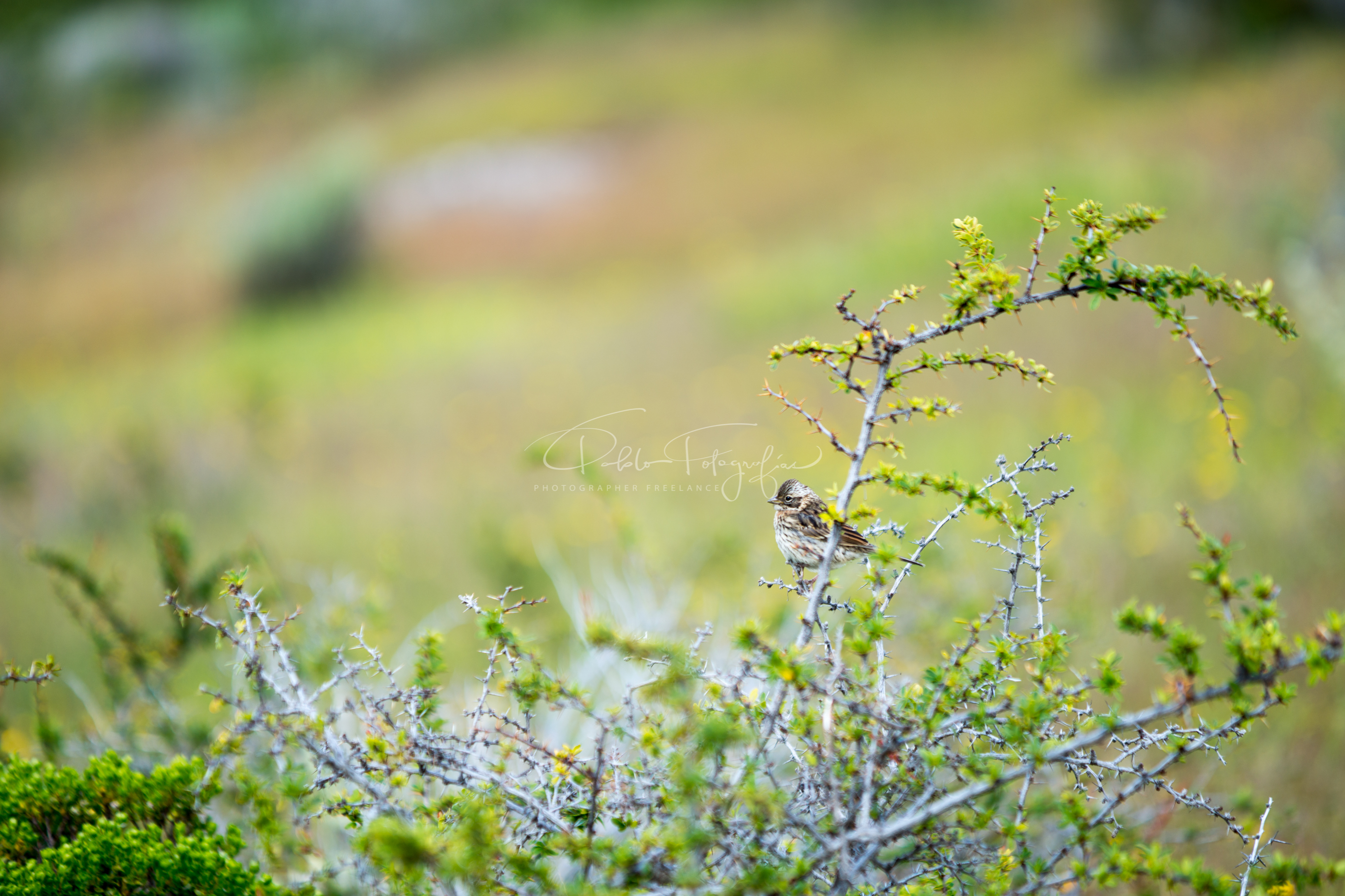 Chincol (juvenil)