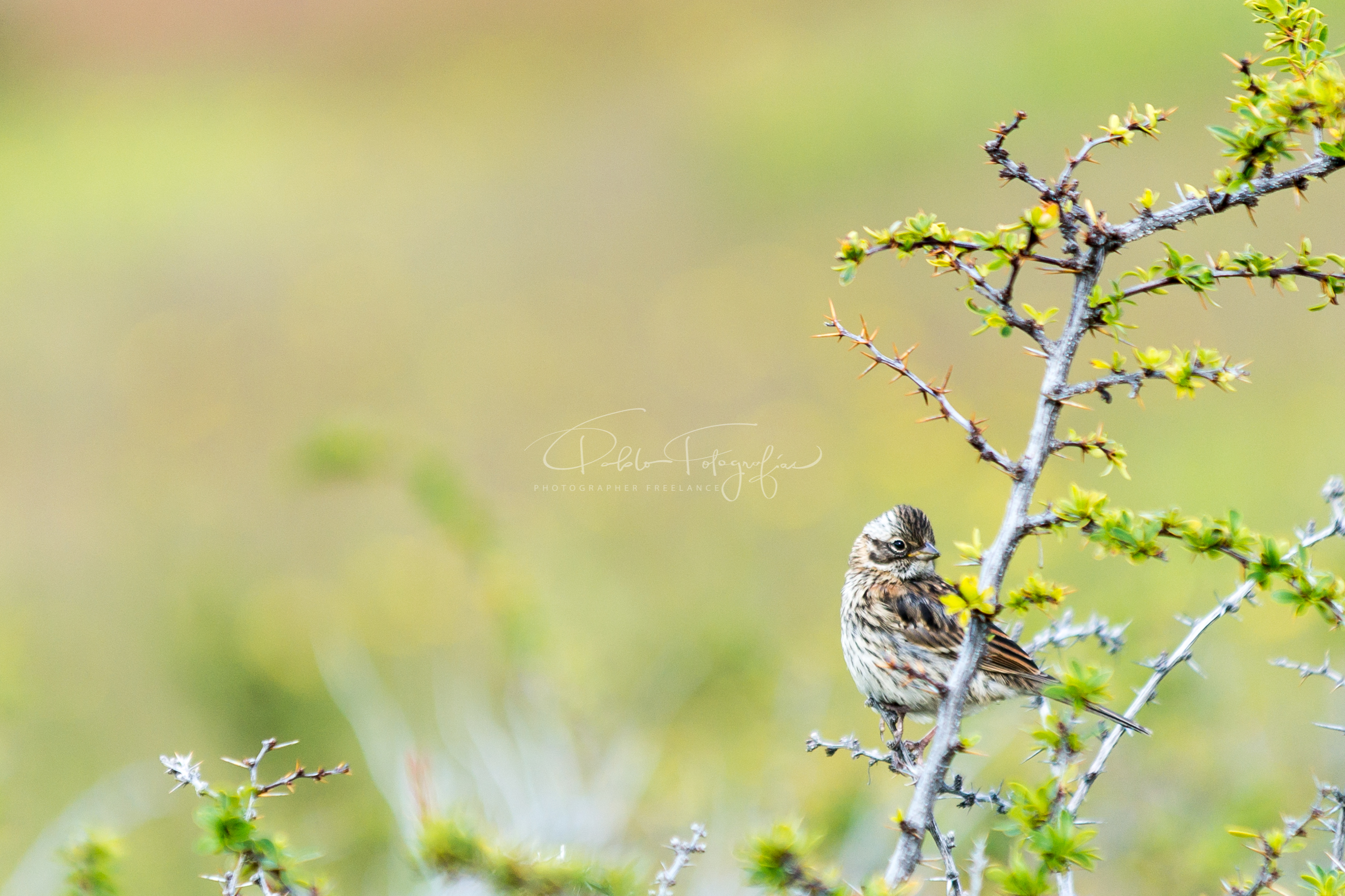 Chincol (juvenil)
