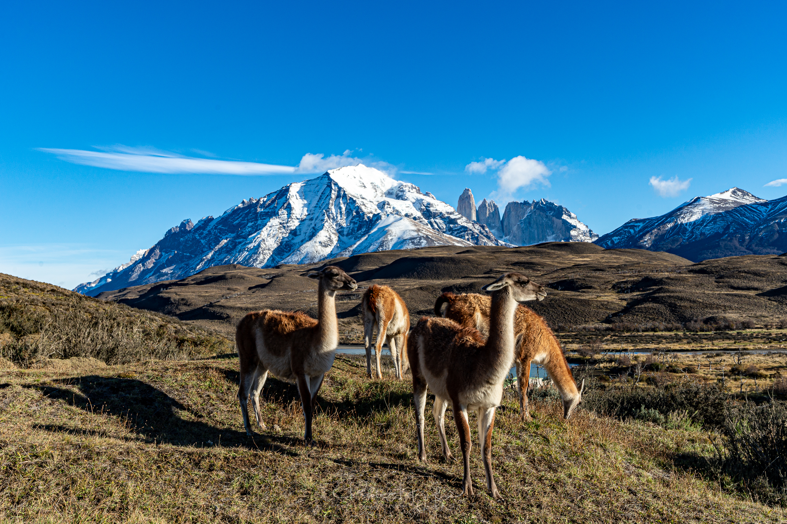 Guanaco