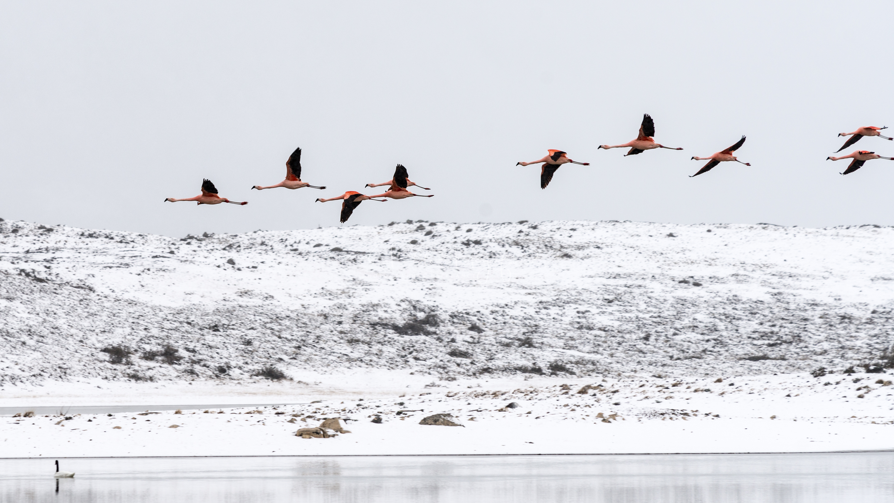 Flamencos