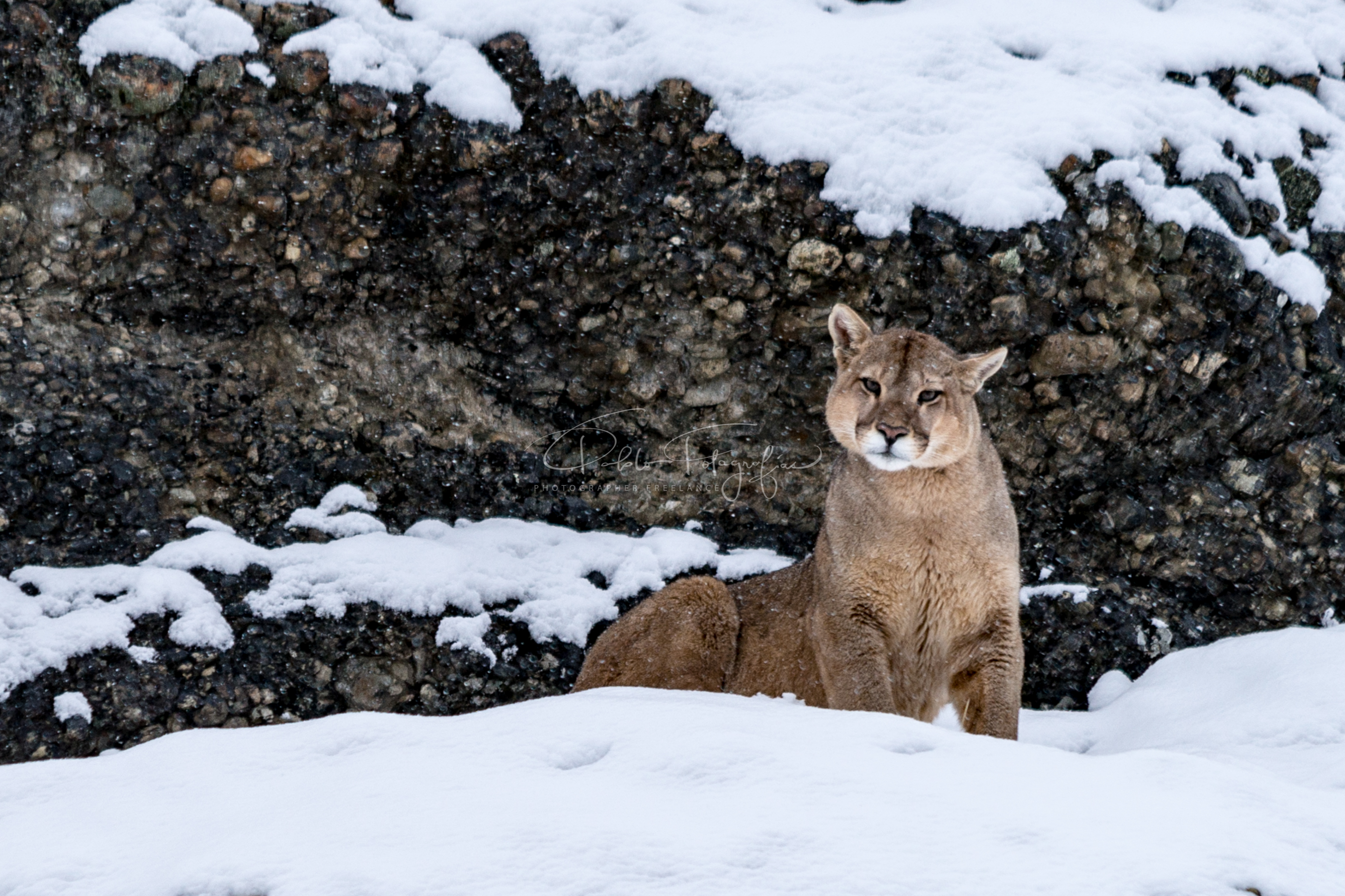 Puma
