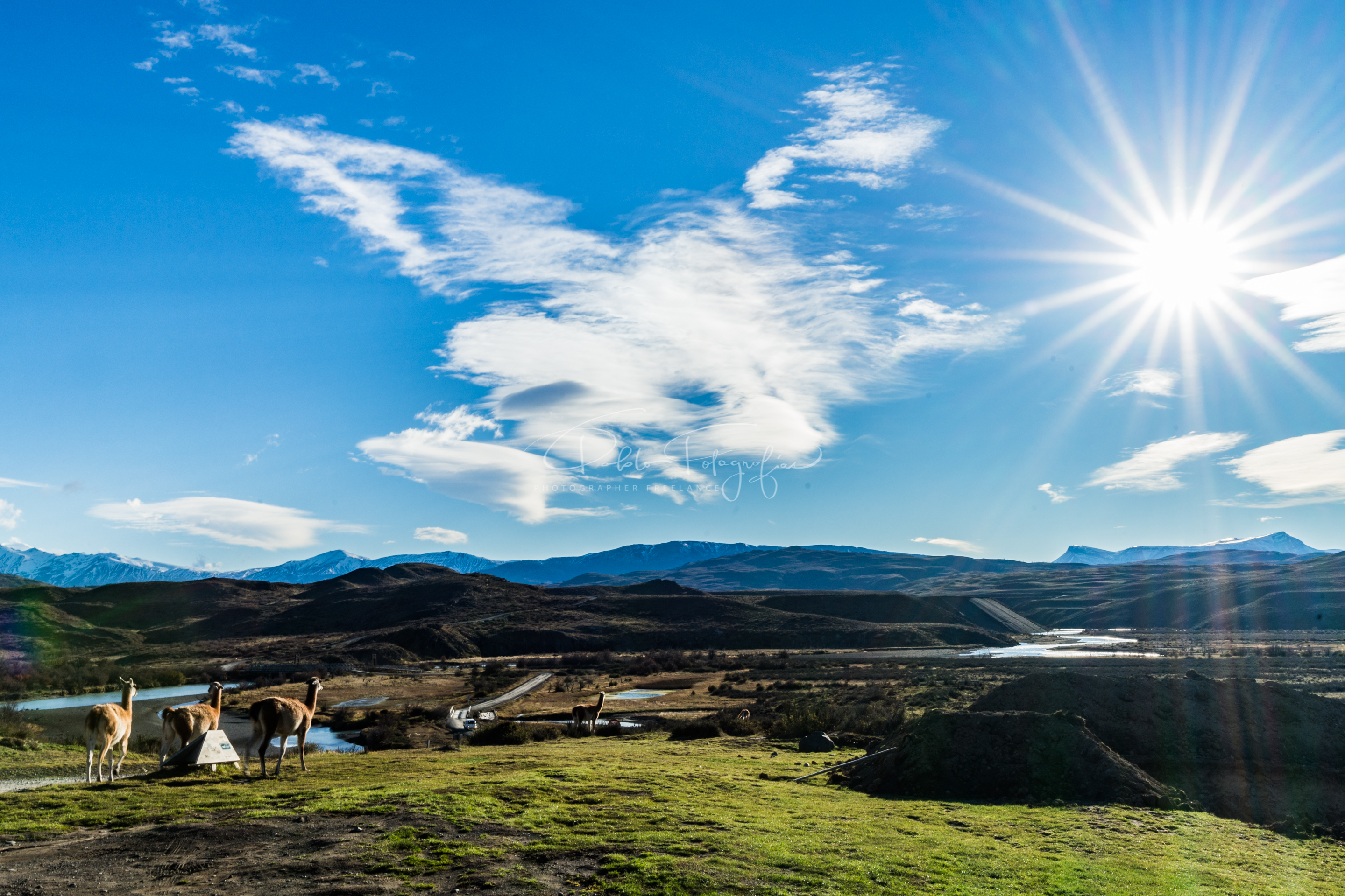 Guanacos