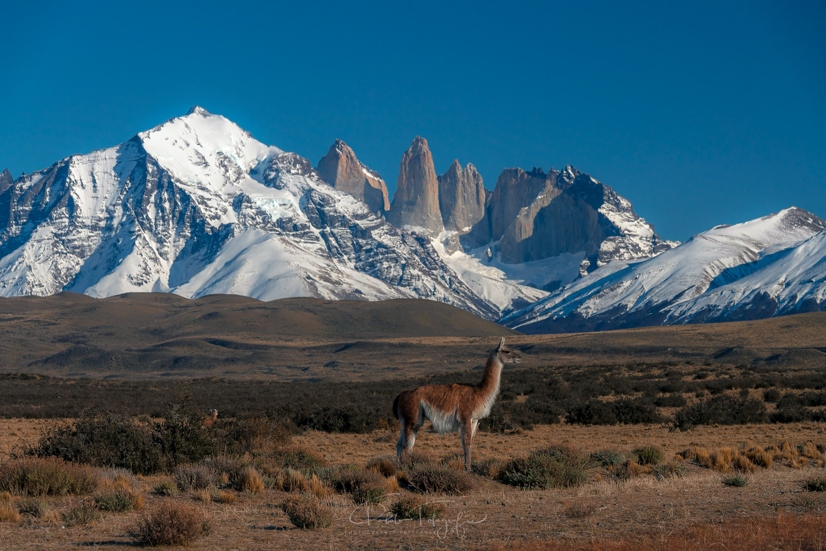 Guanaco (lama Guanaicoe)