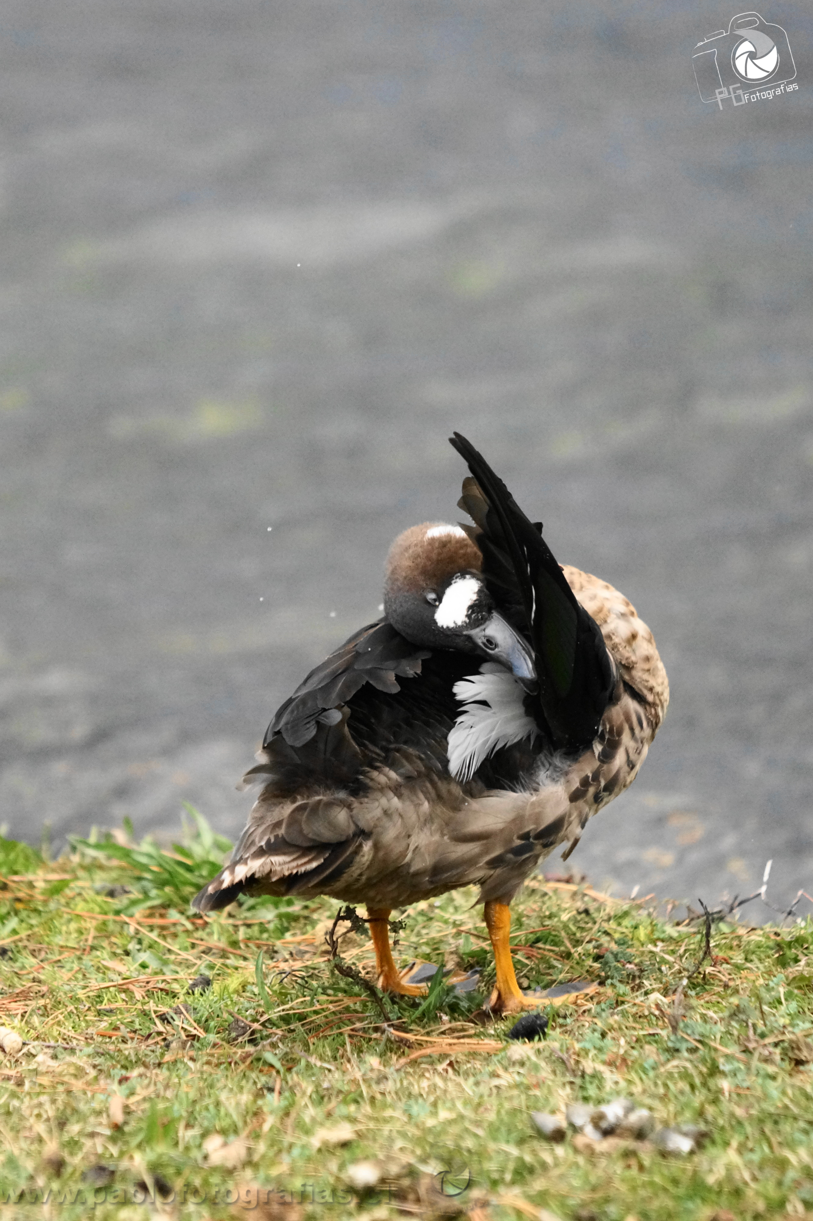Pato de Anteojos