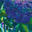 Thumbnail: Turquoise, Purple and Green, Floral, Fine Art Giclee Print of Hydrangea by Stephanie Stilwell UK Artist