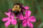 Bee Pollinating