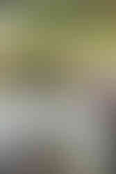 legant table setup with floral cloth, gold cutlery, and menu on plates. Surrounding chairs and greenery create a classy outdoor ambiance.