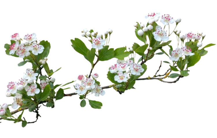 Apfelbaum