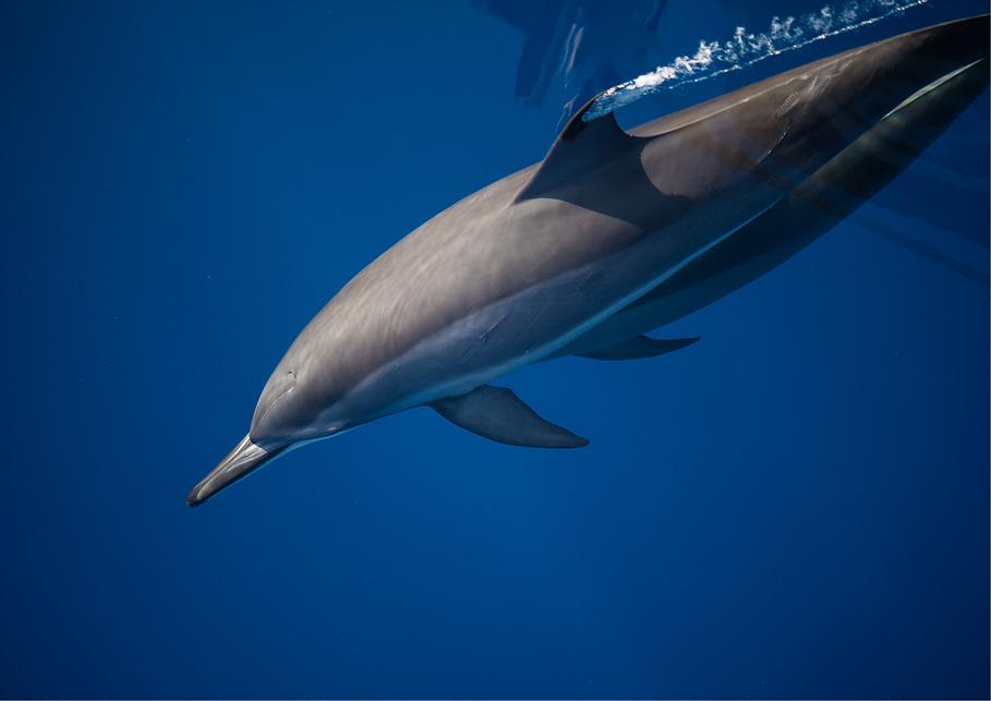 Dolphin - Red Sea Project - Red Sea - Eg