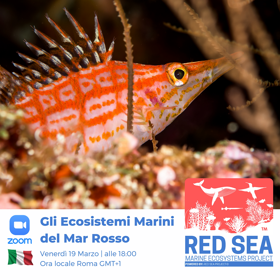 Gli Ecosistemi Marini del Mar Rosso